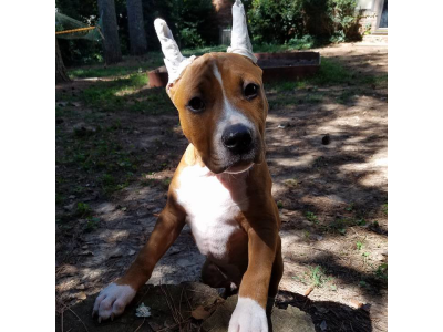 TAPING YOUR PUPPY’S EARS